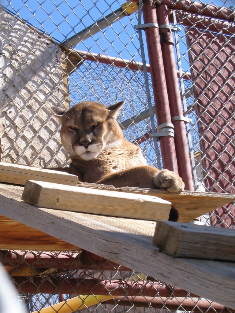 Colorado School of Mines Wild Felines class