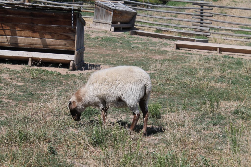 Homestead Sheep